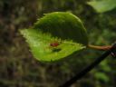 Aparaty cyfrowe: zdj�cia, jaki kupi�, porady : cz. 188 - BeneQ junior