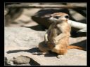 15 pyta� do ... gofer | cz. 4 - Azzie