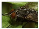 Aparaty cyfrowe: zdj�cia, jaki kupi�, porady : cz. 190 - Ogon.