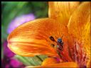 Aparaty cyfrowe: zdj�cia, jaki kupi�, porady : cz. 190 - JerryzzZ^