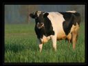 Weso�kraczma [cz. 95] Alpejska ��ka - Ciekawy Fryzjer