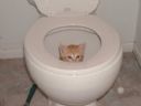 Kot wpad� mi do kanalizacji :(( - www222