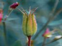 Aparaty cyfrowe: zdj�cia, jaki kupi�, porady : cz. 211 - sugibejbs