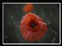Aparaty cyfrowe: zdj�cia, jaki kupi�, porady : cz. 211 - sinbad78