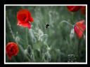 Aparaty cyfrowe: zdj�cia, jaki kupi�, porady : cz. 211 - sinbad78