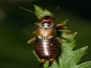 Aparaty cyfrowe: zdj�cia, jaki kupi�, porady : cz. 211 - N3