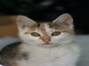Aparaty cyfrowe: zdj�cia, jaki kupi�, porady : cz. 211 - Marysia.