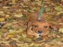 Pies - polecicie? - craym