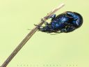 Aparaty cyfrowe: zdj�cia, jaki kupi�, porady : cz. 191 - Minas Morgul