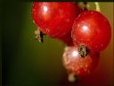 Jak Pocieszy� Dziewczyn�? (cz. 160) - Noc �ywych Trup�w - JerryzzZ^