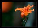 Aparaty cyfrowe: zdj�cia, jaki kupi�, porady : cz. 192 - Dymion_N_S