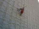 Aparaty cyfrowe: zdj�cia, jaki kupi�, porady : cz. 194 - BeneQ junior
