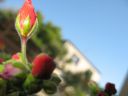 Aparaty cyfrowe: zdj�cia, jaki kupi�, porady : cz. 194 - BeneQ junior