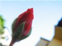 Aparaty cyfrowe: zdj�cia, jaki kupi�, porady : cz. 194 - BeneQ junior