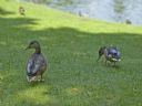 Aparaty cyfrowe: zdj�cia, jaki kupi�, porady : cz. 194 - NicK