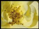 Aparaty cyfrowe: zdj�cia, jaki kupi�, porady : cz. 212 - Deton