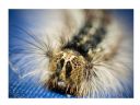 Aparaty cyfrowe: zdj�cia, jaki kupi�, porady : cz. 212 - Ogon.