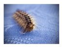 Aparaty cyfrowe: zdj�cia, jaki kupi�, porady : cz. 212 - Ogon.