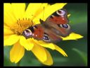 Aparaty cyfrowe: zdj�cia, jaki kupi�, porady : cz. 212 - Deton