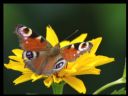 Aparaty cyfrowe: zdj�cia, jaki kupi�, porady : cz. 212 - Deton