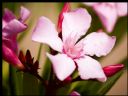 Aparaty cyfrowe: zdj�cia, jaki kupi�, porady : cz. 212 - yasiu