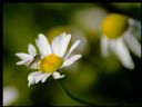 Aparaty cyfrowe: zdj�cia, jaki kupi�, porady : cz. 213 - yasiu