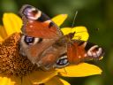 Aparaty cyfrowe: zdj�cia, jaki kupi�, porady : cz. 214 - Gilmar