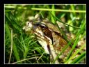 Aparaty cyfrowe: zdj�cia, jaki kupi�, porady : cz. 194 - m1a87z