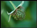 Aparaty cyfrowe: zdj�cia, jaki kupi�, porady : cz. 196 - beowulff