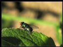 Aparaty cyfrowe: zdj�cia, jaki kupi�, porady : cz. 196 - beowulff