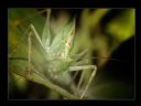 Aparaty cyfrowe: zdj�cia, jaki kupi�, porady : cz. 214 - ResOOrt