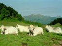 Aparaty cyfrowe: zdj�cia, jaki kupi�, porady : cz. 214 - uiouio1