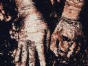 O jaki album mi chodzi? - rog1234