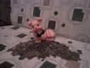 Bezsenno�� 435 - Los subtitulo - Royal_Flush