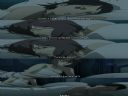 Manga, Anime, J-music - oficjalny w�tek mi�o�nik�w kultury Japonii cz.151 - bialy kot