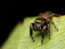 Aparaty cyfrowe: zdj�cia, jaki kupi�, porady : cz. 162 - Minas Morgul