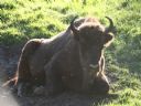 Aparaty cyfrowe: zdj�cia, jaki kupi�, porady : cz. 162 - cotton_eye_joe