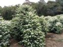 Ddw Cwtwwszdnk. I pozdrowi� wszystkich! (737) - 117 - Stitch001
