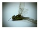 Aparaty cyfrowe: zdj�cia, jaki kupi�, porady : cz. 197 - Ogon.