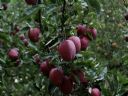 Aparaty cyfrowe: zdj�cia, jaki kupi�, porady : cz. 197 - Zielona �abka
