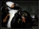 Aparaty cyfrowe: zdj�cia, jaki kupi�, porady : cz. 198 - ResOOrt