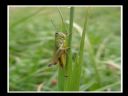 Aparaty cyfrowe: zdj�cia, jaki kupi�, porady : cz. 198 - Nornidian