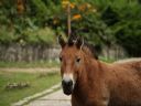 Aparaty cyfrowe: zdj�cia, jaki kupi�, porady : cz. 215 - pawel020