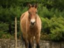 Aparaty cyfrowe: zdj�cia, jaki kupi�, porady : cz. 215 - pawel020