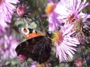 Aparaty cyfrowe: zdj�cia, jaki kupi�, porady : cz. 215 - MrPatience