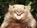 Leniwa Karczma cz. 83 - Mortal Wombat - szymonmac